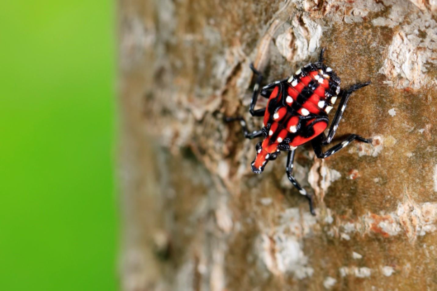A close up of a bug

AI-generated content may be incorrect.