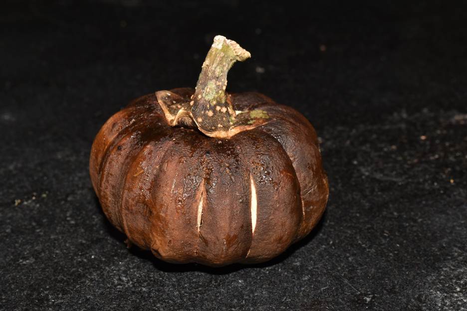 A pumpkin on a black surface

AI-generated content may be incorrect.