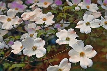 American Dogwood tree with white flowers
