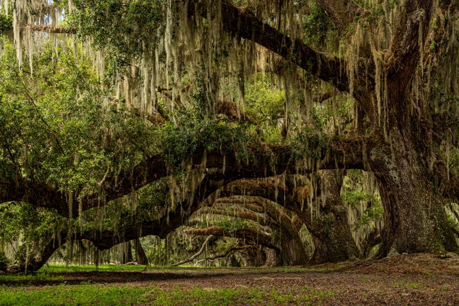 A large tree with moss from it

AI-generated content may be incorrect.