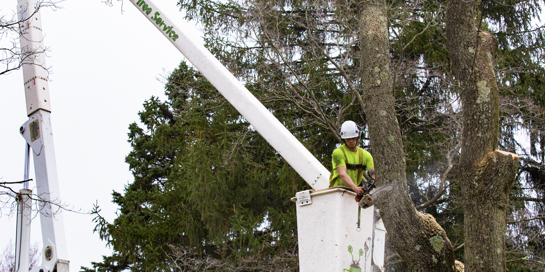 monster tree crew member