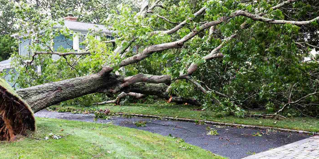 A wide-angle landscape photograph of a massive tree completely uprooted in a residential yard. The exposed root ball sits on a grass lawn, with the massive trunk blocking a paved driveway. The extensive network of green leafy branches rests on the roof and