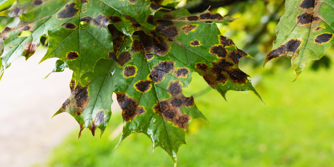 A fungal disease on maple leaves in the form of dark spots caused by the pathogen Rhytisma Acerinum