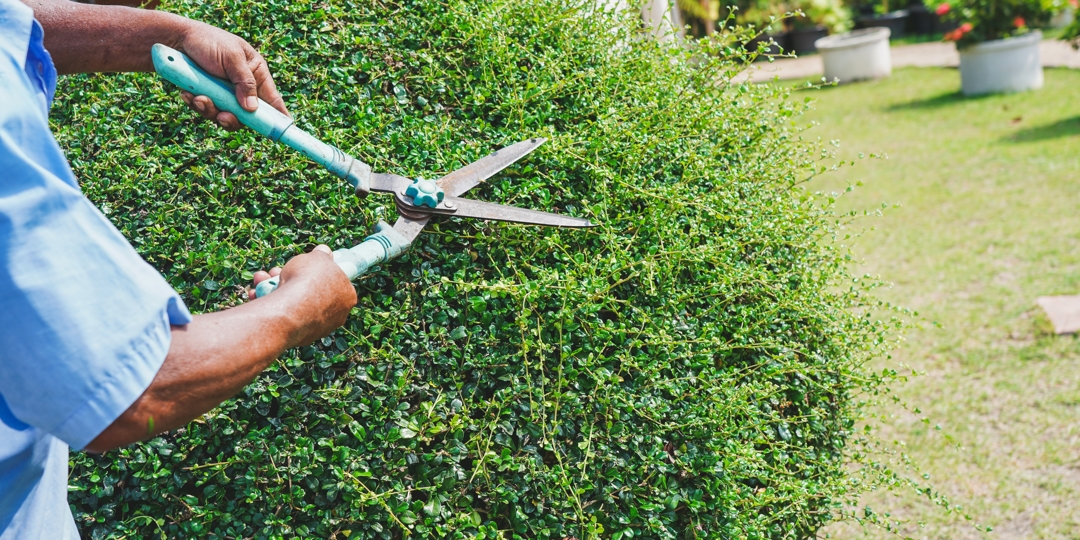 Shrub Pruning