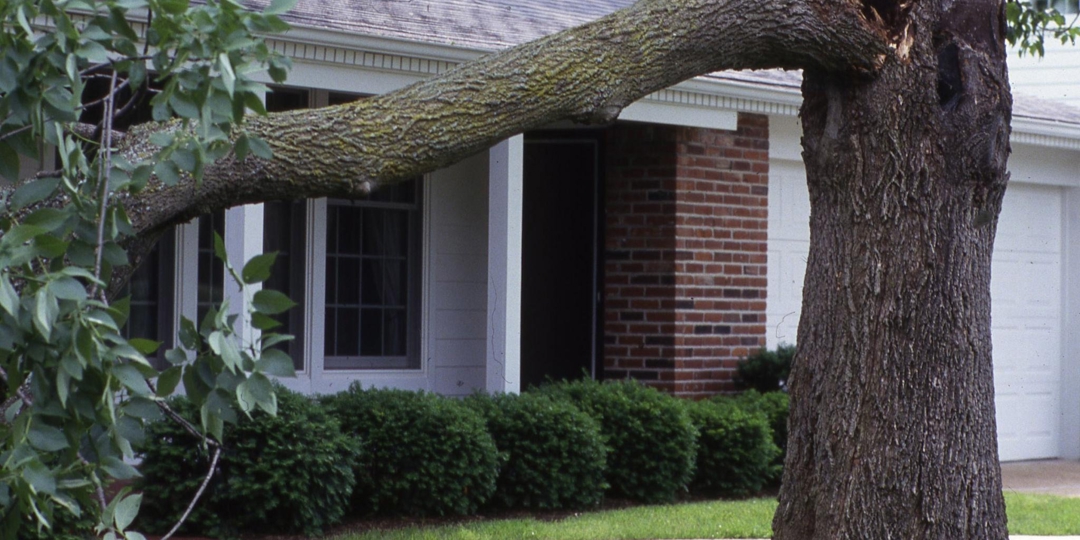 A large tree with a massive, broken branch hanging down heavily in front of a brick and white residential home.