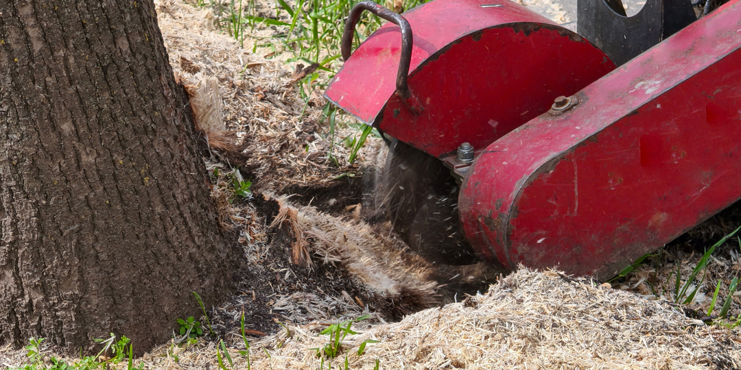 A close-up view of a red stump grinding machine actively cutting into the ground immediately adjacent to the base of a standing tree with rough bark. The grinder's wheel is churning up dirt and producing a large pile of fresh wood chips over the surroundin
