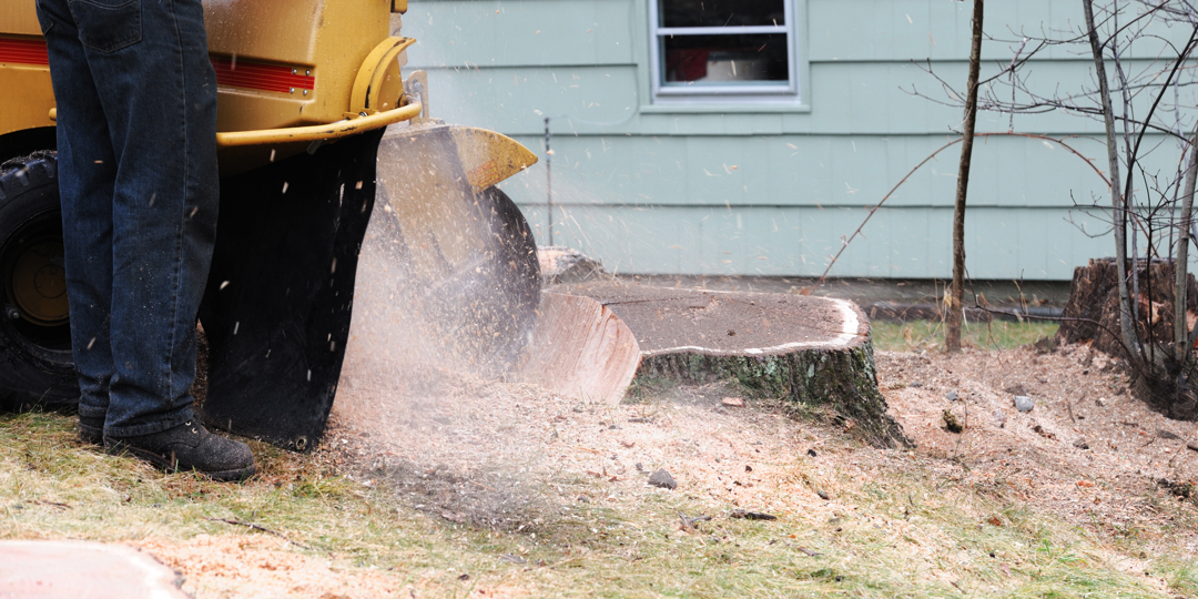 A person wearing a red long-sleeved shirt, blue jeans, black gloves, and work boots operates a yellow stump grinder to remove a large tree stump in a grassy residential yard. Sawdust and wood chips are visibly flying through the air from the machine's cutt