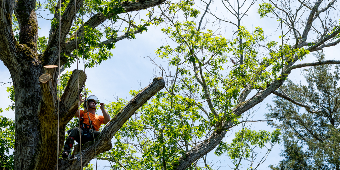 Arborist in helmet and safety harness sitting on a large cut tree limb, managing ropes during high tree pruning work in a leafy canopy against the sky