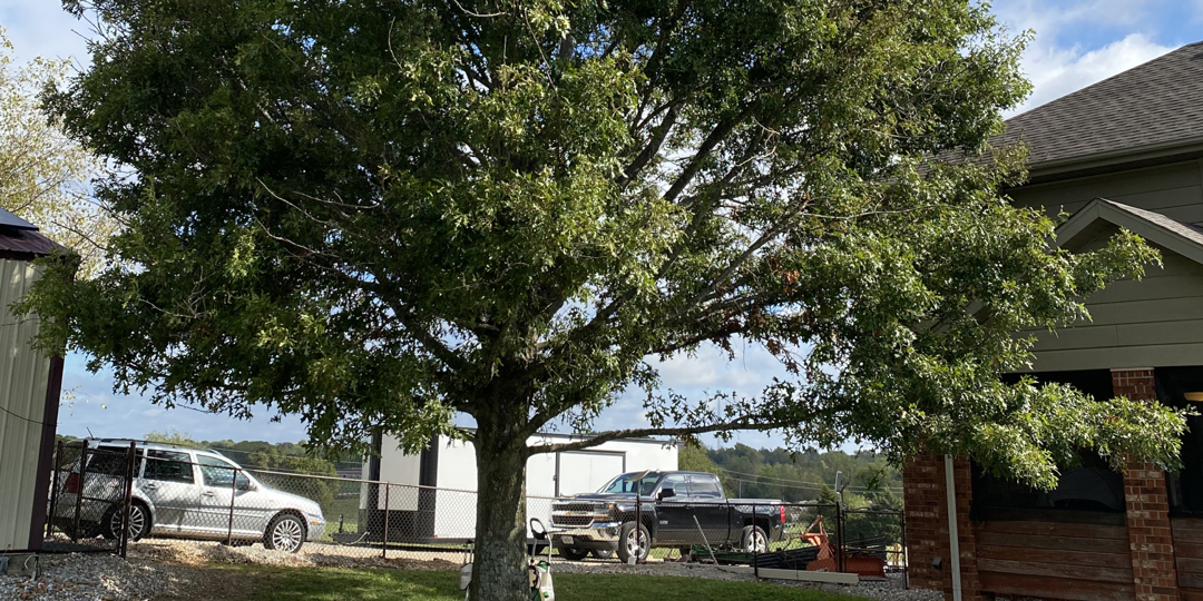 tree