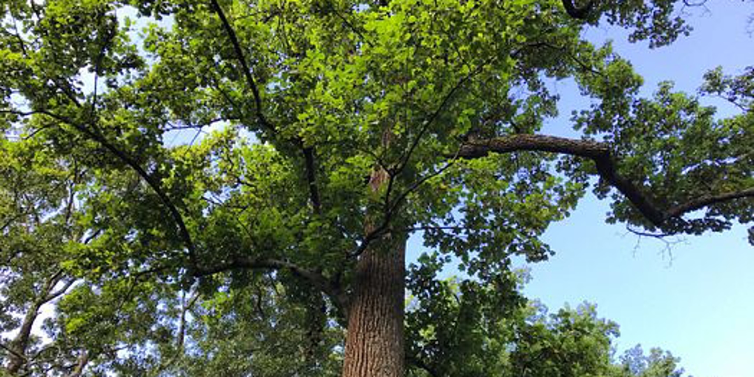 Top 50 Trees in Atlanta