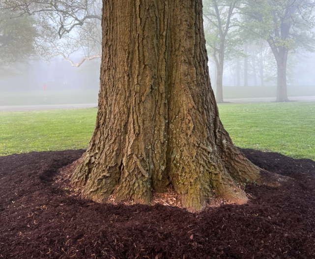 Why Mulch Matters: How Mulching the Right Way Makes Your Trees Happy and Your Yard Look Awesome