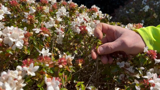 The Magic of Tree Growth Regulators – an important tool that can save pruning costs while offering amazing health benefits for your trees.