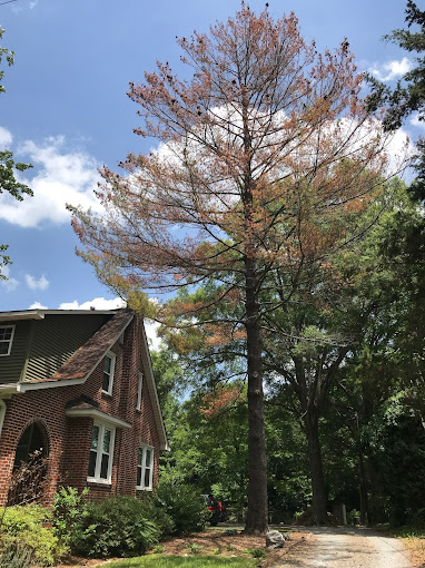 5 Ways to Tell If You Have a Dead Tree in Your Yard