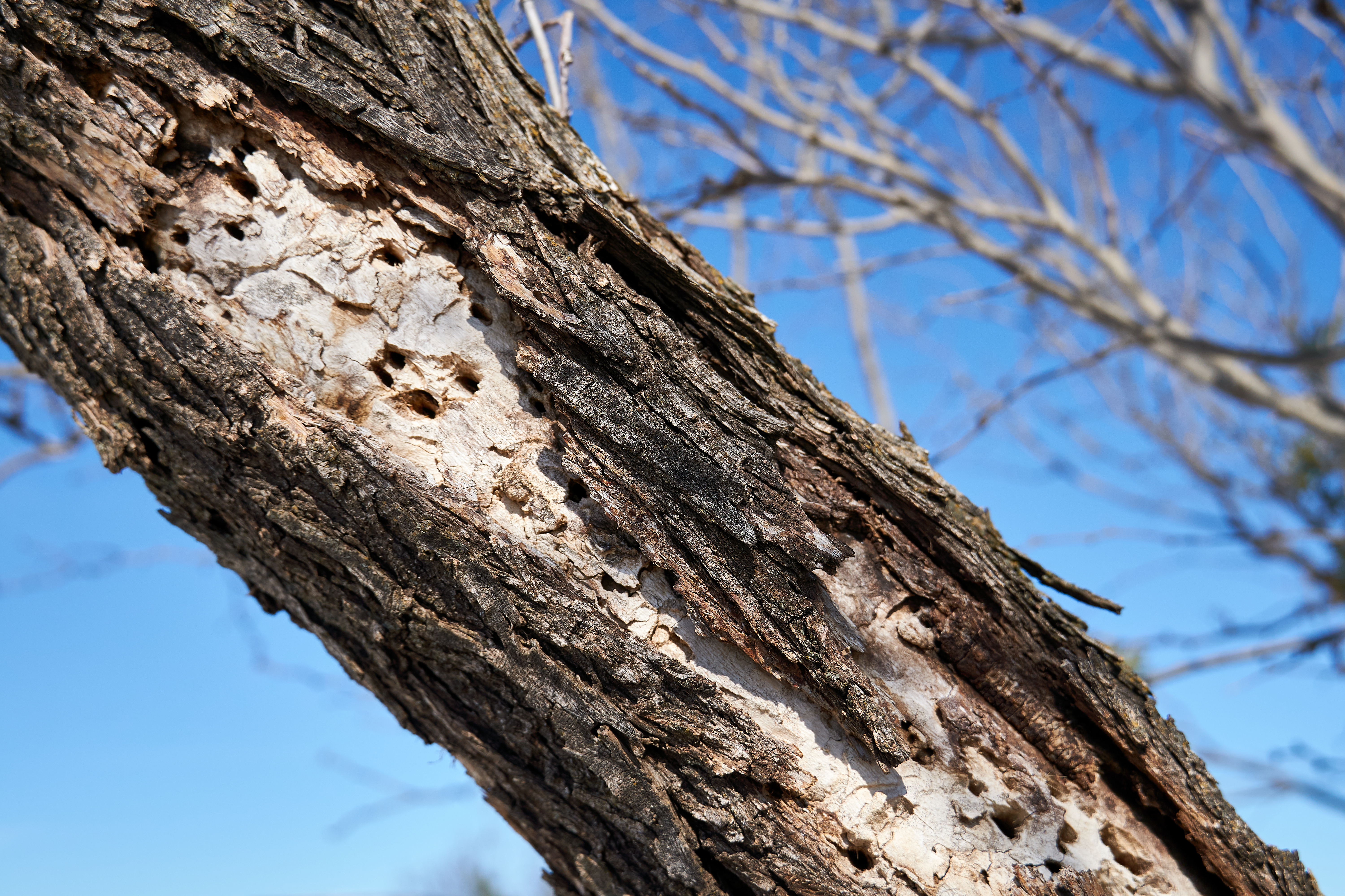 When to Remove vs. When to Prune: A Tree Health Guide for Northwest Houston Properties