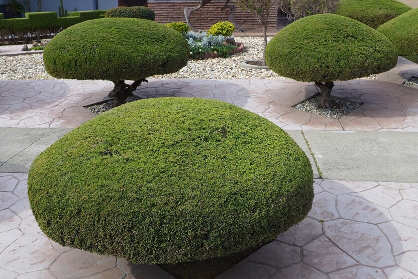 tree shrubs