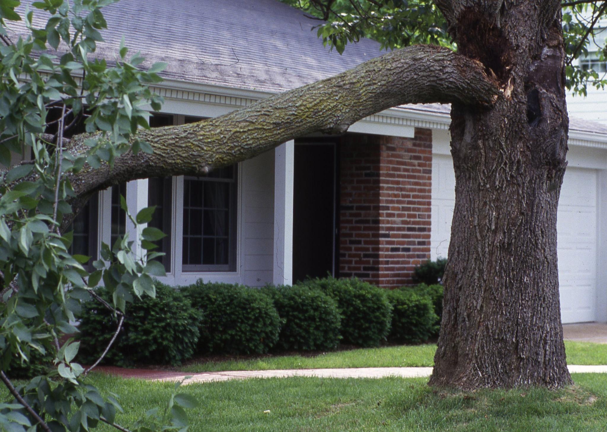 Active or Mild, Storm Season Still Drops Trees: Spotting Removal-Worthy Tree Defects in Northwest Houston