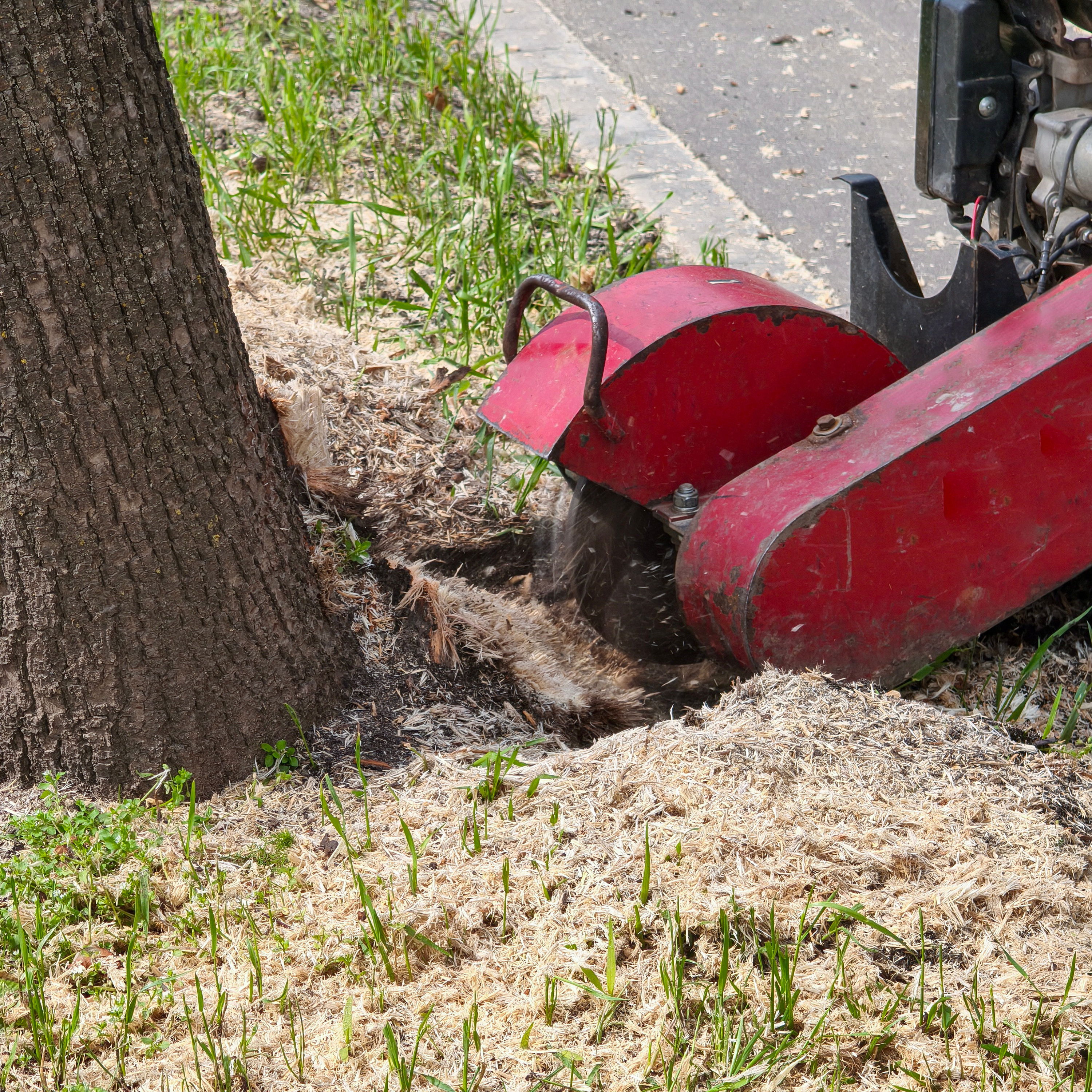 Best Local Tree Service in La Porte & Seabrook, TX: What to Look For
