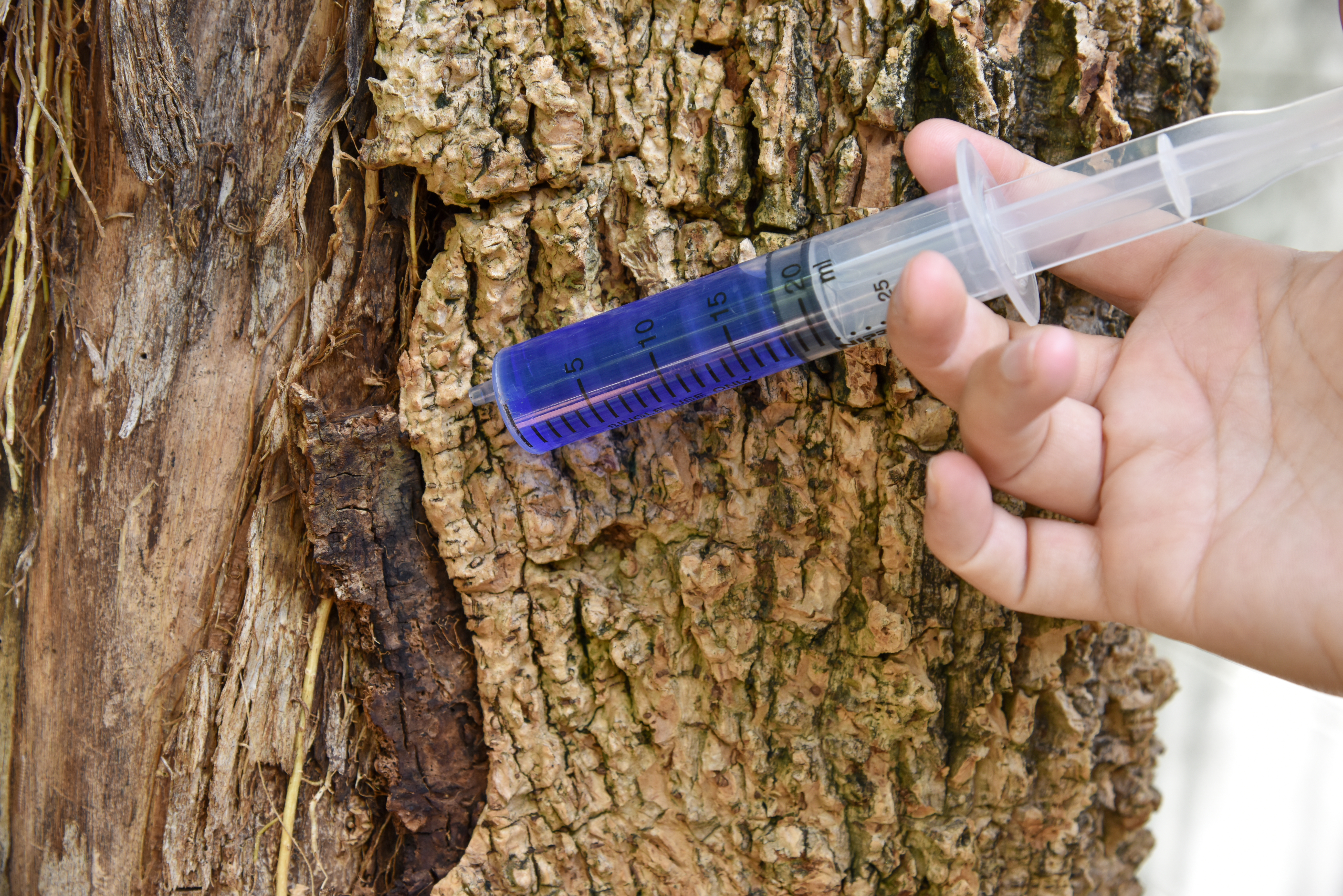 When To Remove a Tree on Your Property: Revitalizing Your Houston Garden