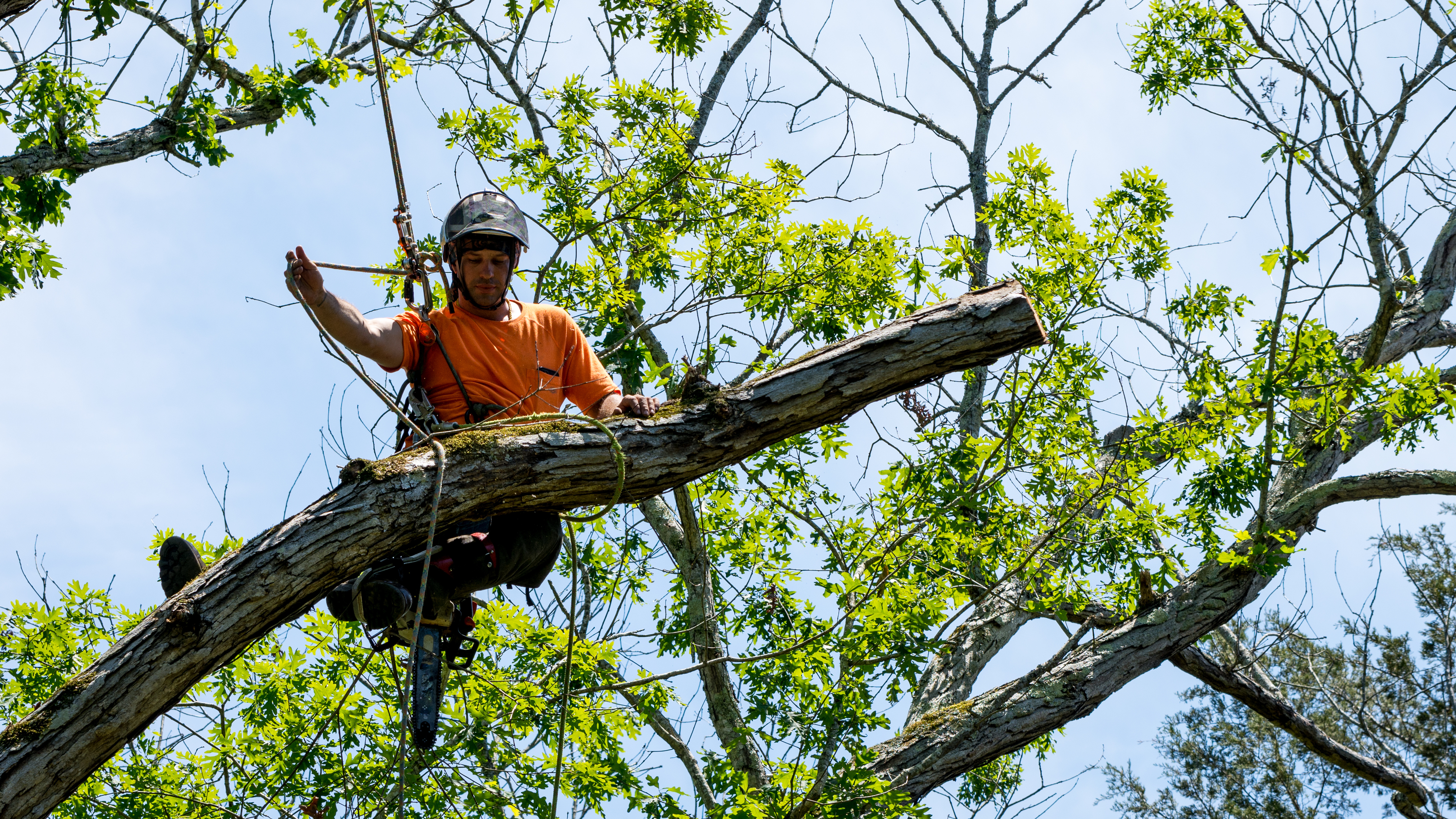 Why Choose Monster Tree Service vs. Oak Tree Service? Texas Gulf Coast Tree Removal Price, Safety Records & Certifications Compared